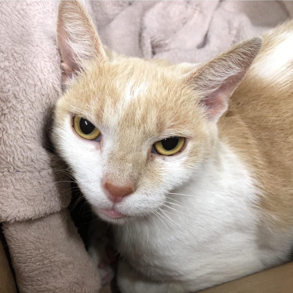 Enlarge Marigold, a Adoptable Domestic Short Hair in Prince Frederick, MD image 4/5