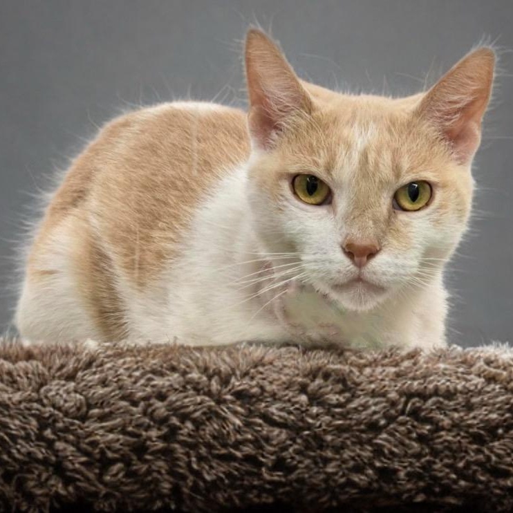 Enlarge Marigold, a Adoptable Domestic Short Hair in Prince Frederick, MD image 5/5