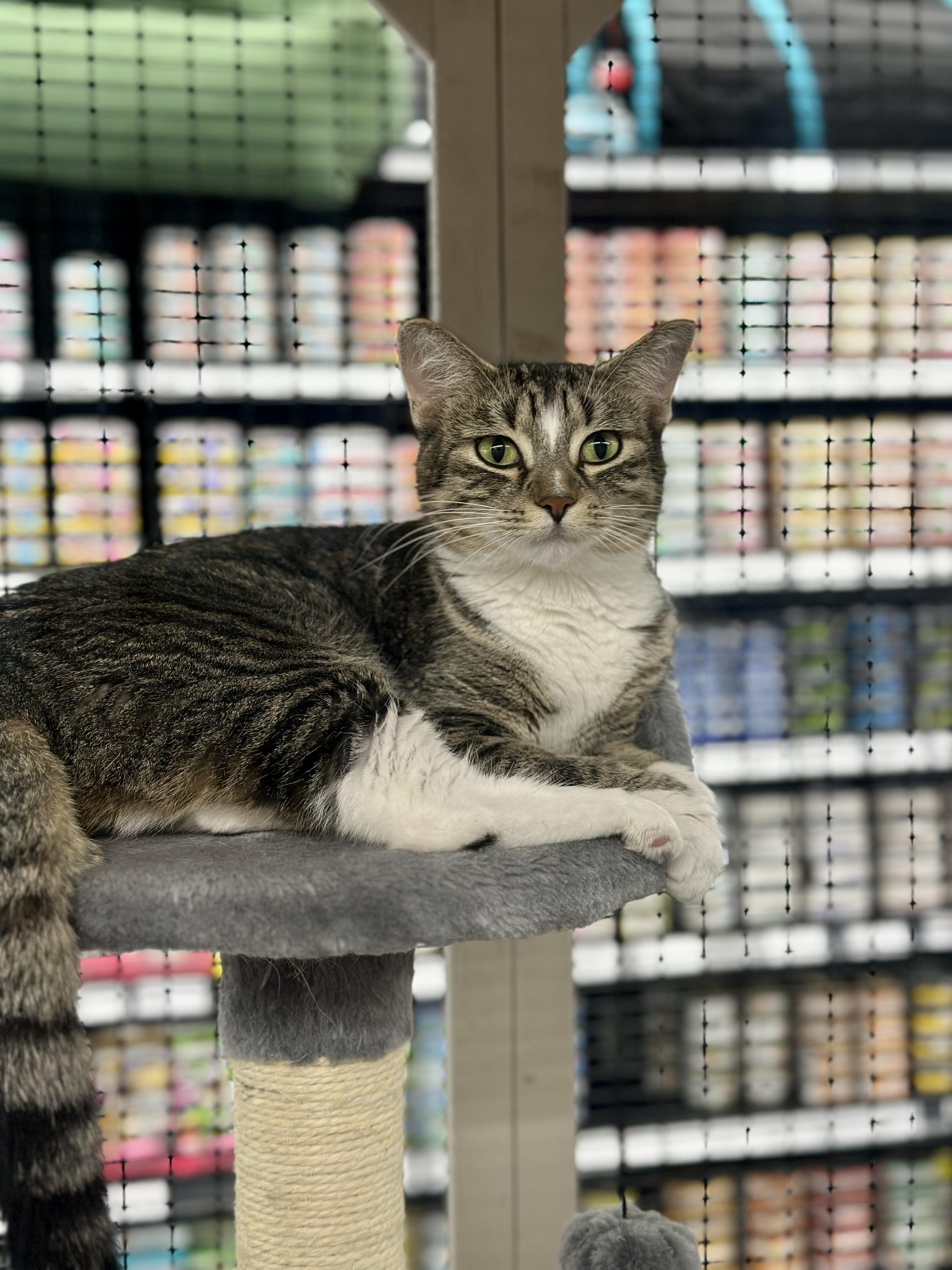 Poison Ivy, an adoptable Domestic Short Hair in Calgary, AB, T3S 0C5 | Photo Image 4