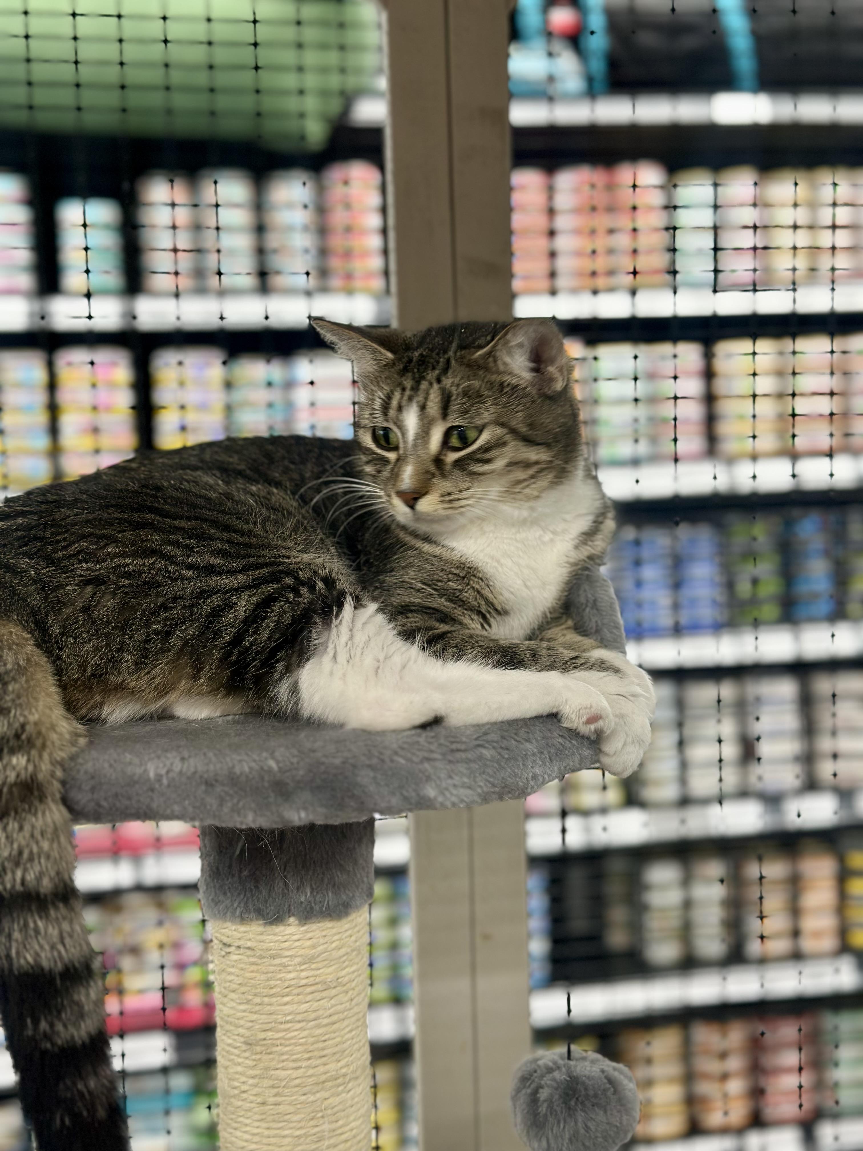 Poison Ivy, an adoptable Domestic Short Hair in Calgary, AB, T3S 0C5 | Photo Image 2