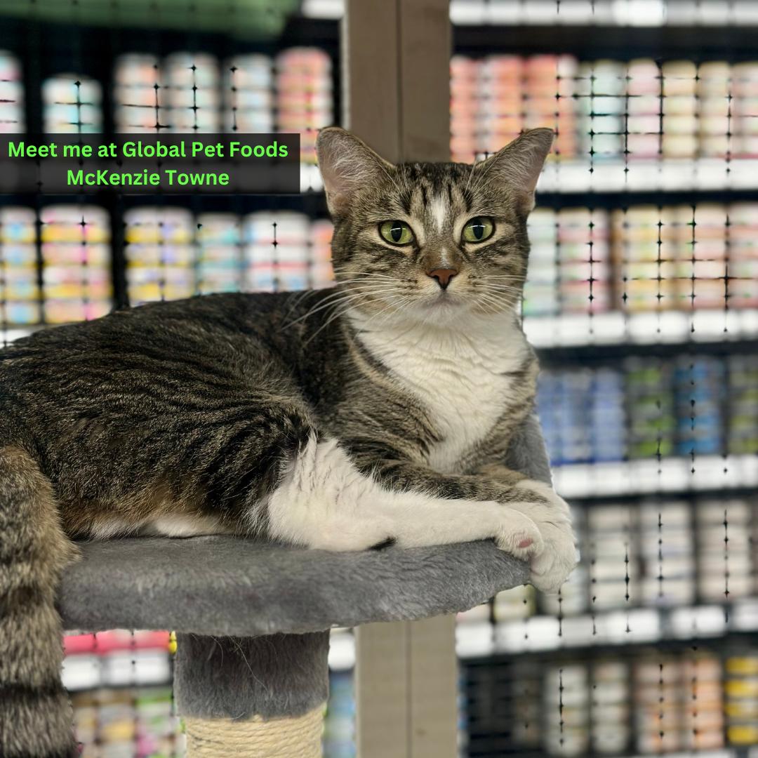 Poison Ivy, an adoptable Domestic Short Hair in Calgary, AB, T3S 0C5 | Photo Image 1