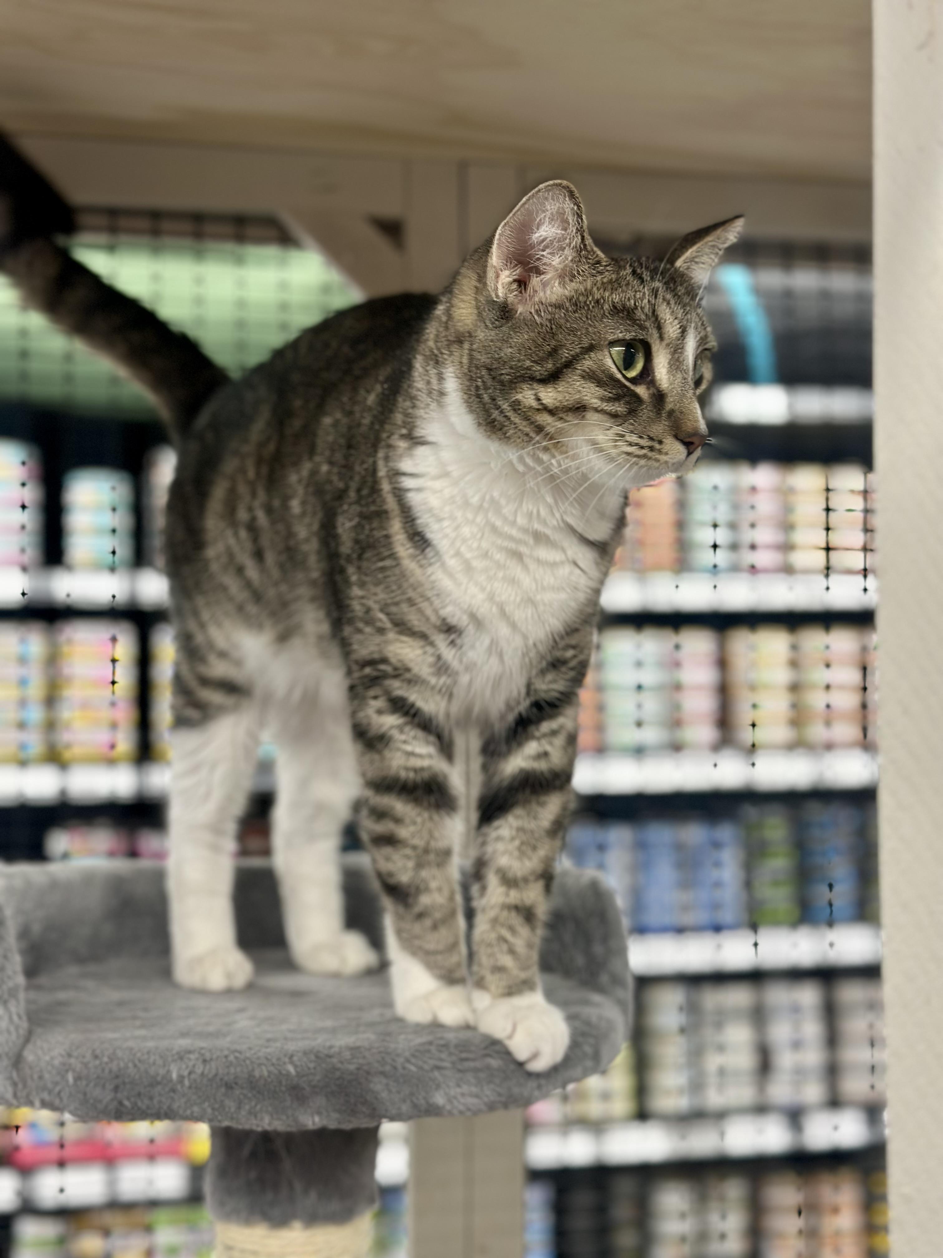 Poison Ivy, an adoptable Domestic Short Hair in Calgary, AB, T3S 0C5 | Photo Image 3