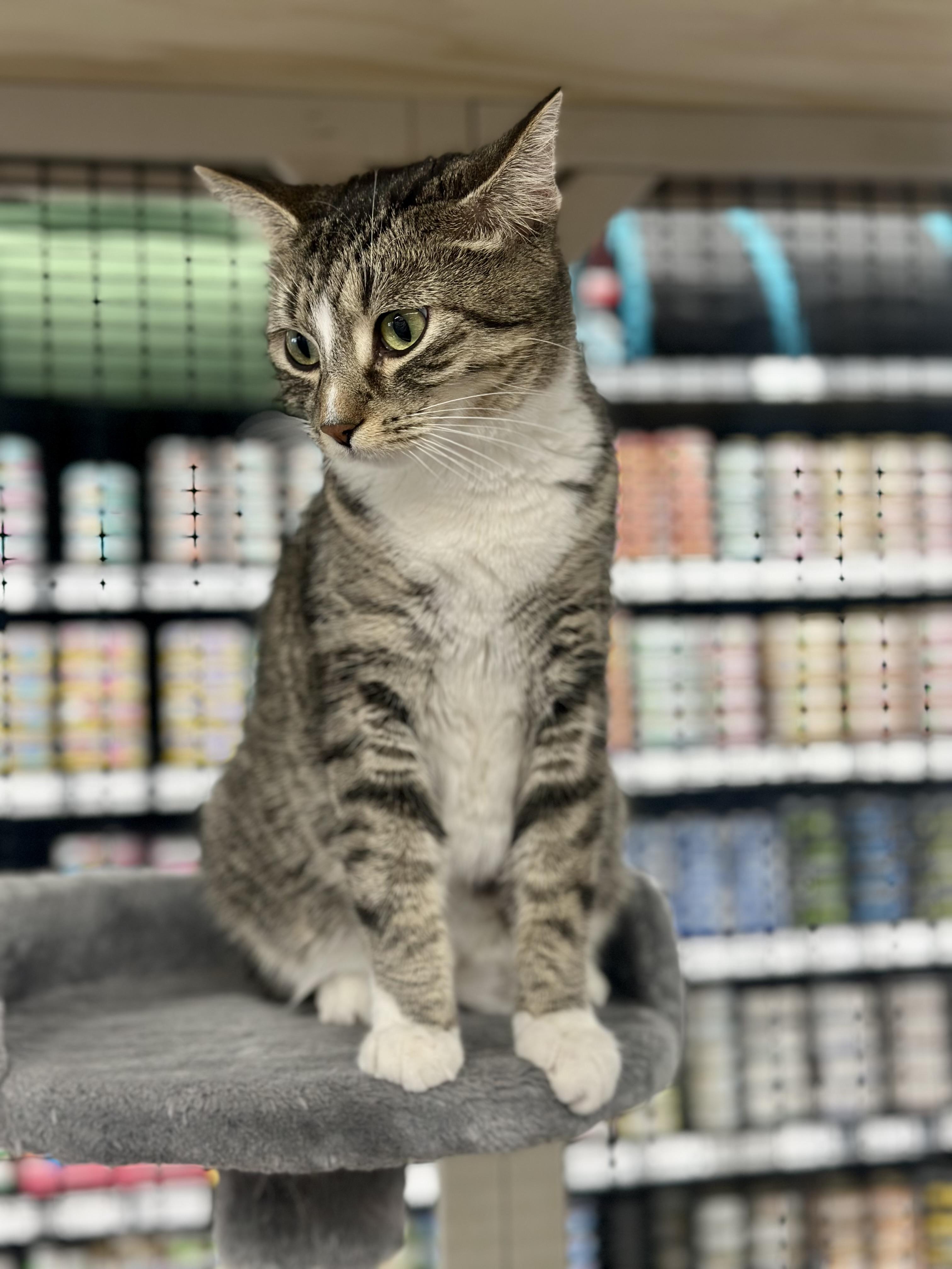 Poison Ivy, an adoptable Domestic Short Hair in Calgary, AB, T3S 0C5 | Photo Image 5