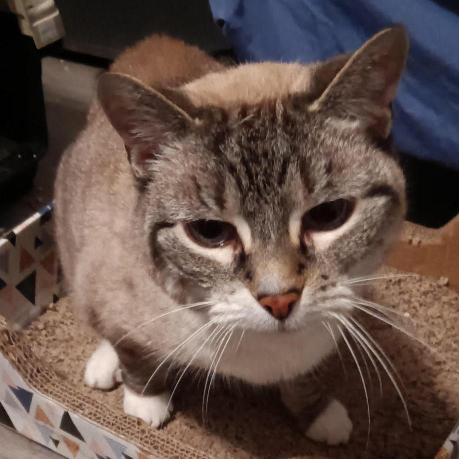 Maggie
