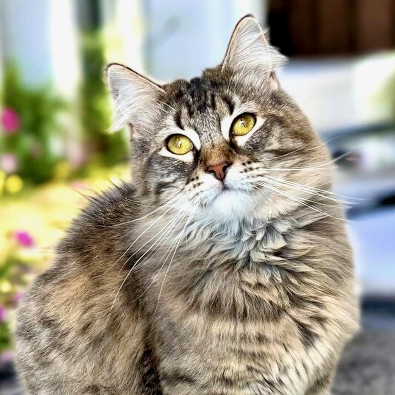 Winifred, Adult Female unknown