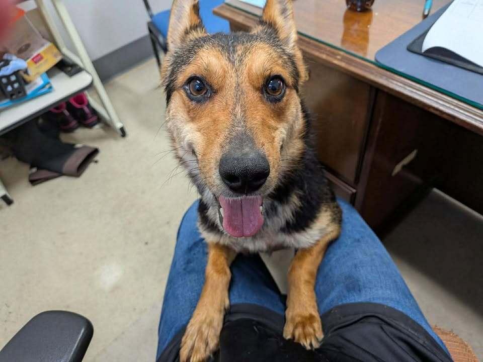 Yeti, Adoptable, Young Male Cattle Dog.