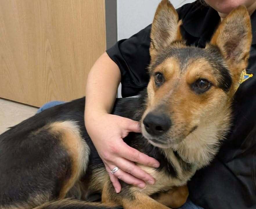 Yeti, a Adoptable mixed breed in Hillsboro, OH image 2/2