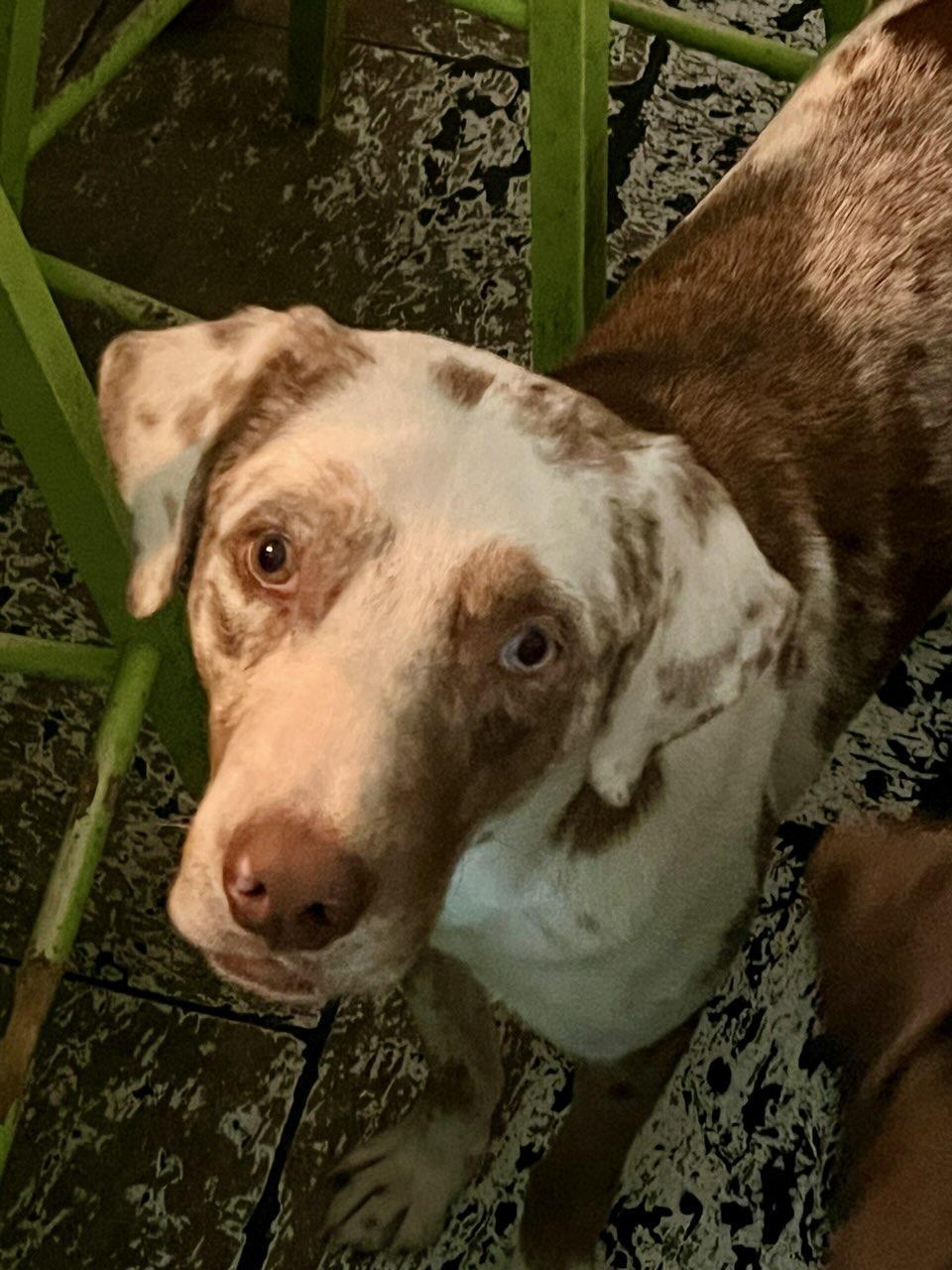 Cooper, Adult Male Catahoula Leopard Dog