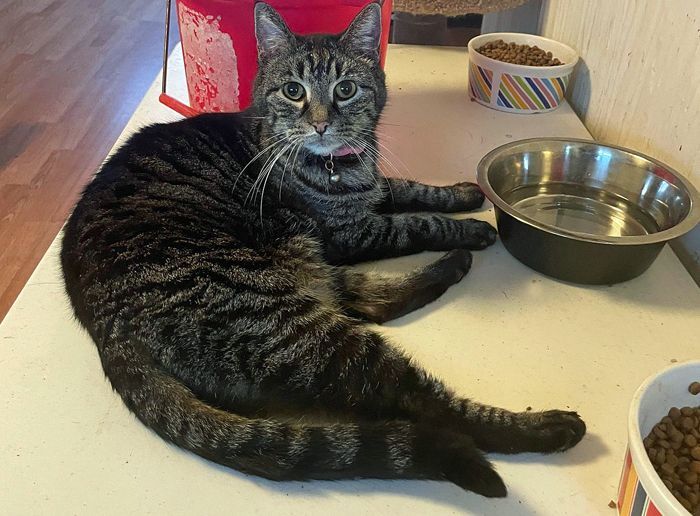 Enlarge Sophie, a Adoptable mixed breed in Palo Cedro, CA image 1/2