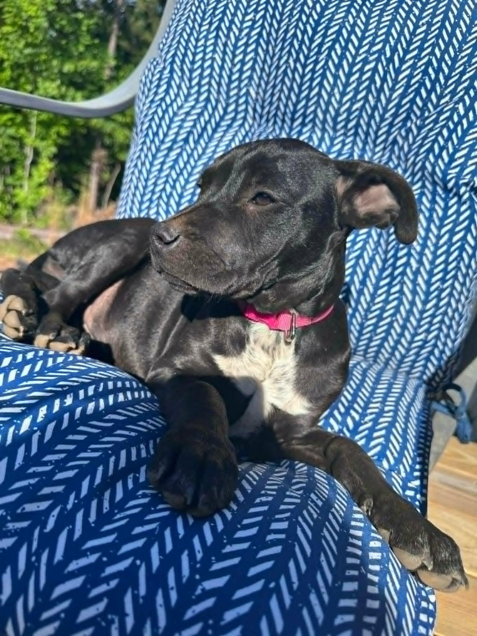 Enlarge Cleo, an adopted mixed breed in Sheboygan, WI image 4/4