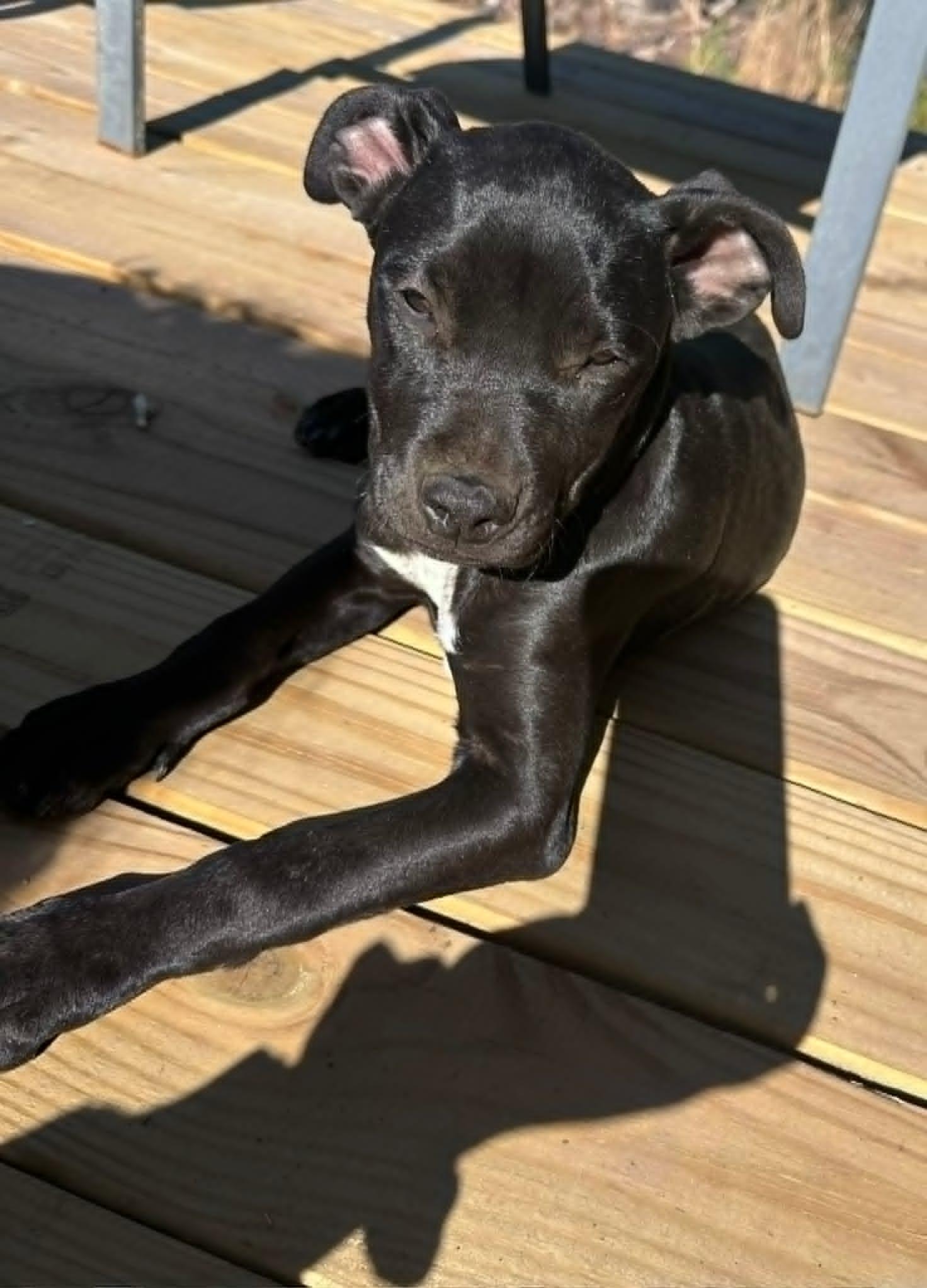 Enlarge Cleo, an adopted mixed breed in Sheboygan, WI image 2/4