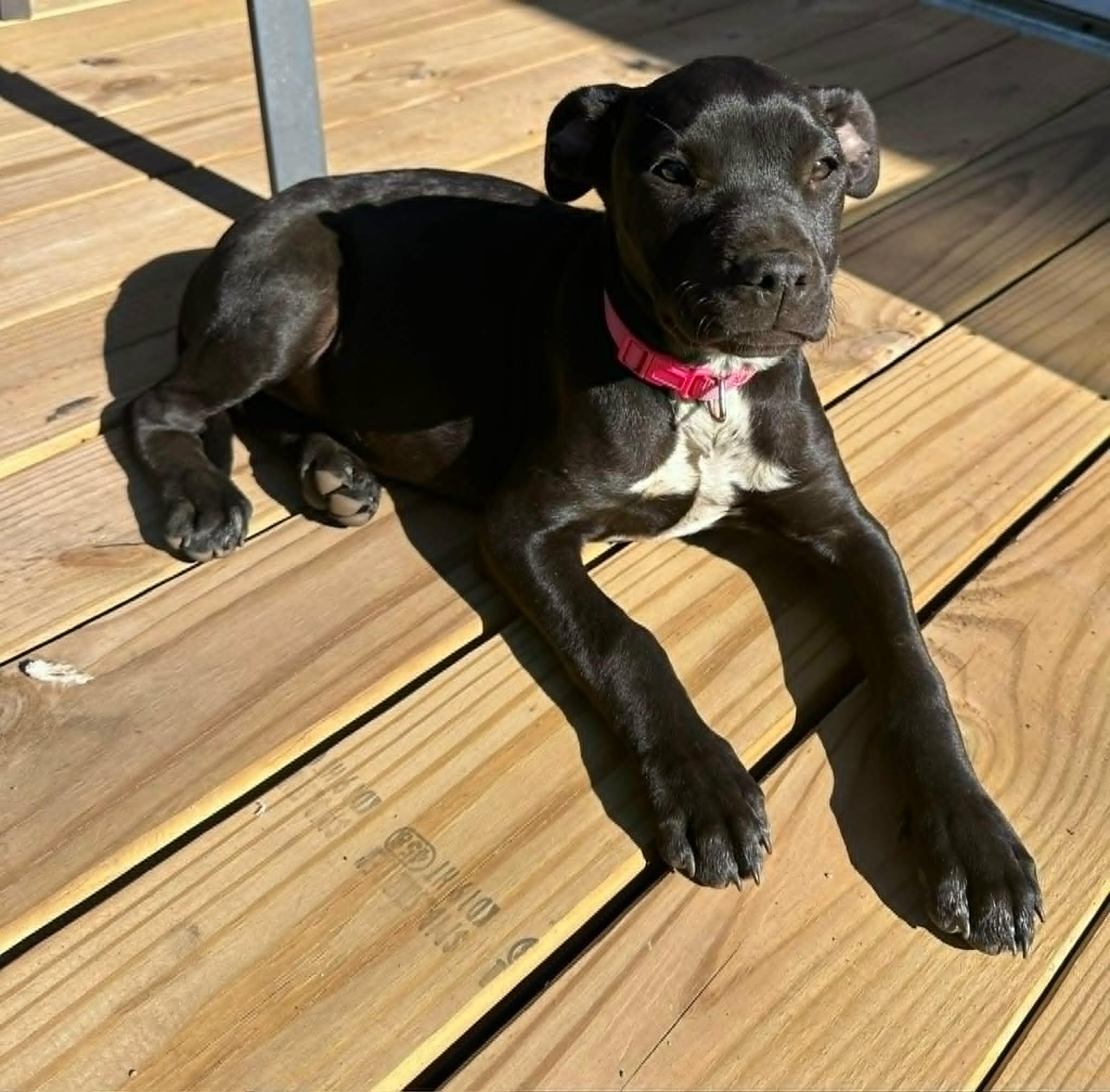 Enlarge Cleo, an adopted mixed breed in Sheboygan, WI image 1/4