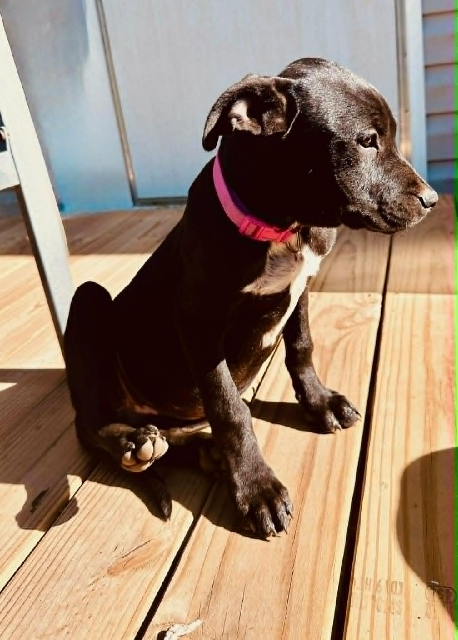 Enlarge Cleo, an adopted mixed breed in Sheboygan, WI image 3/4