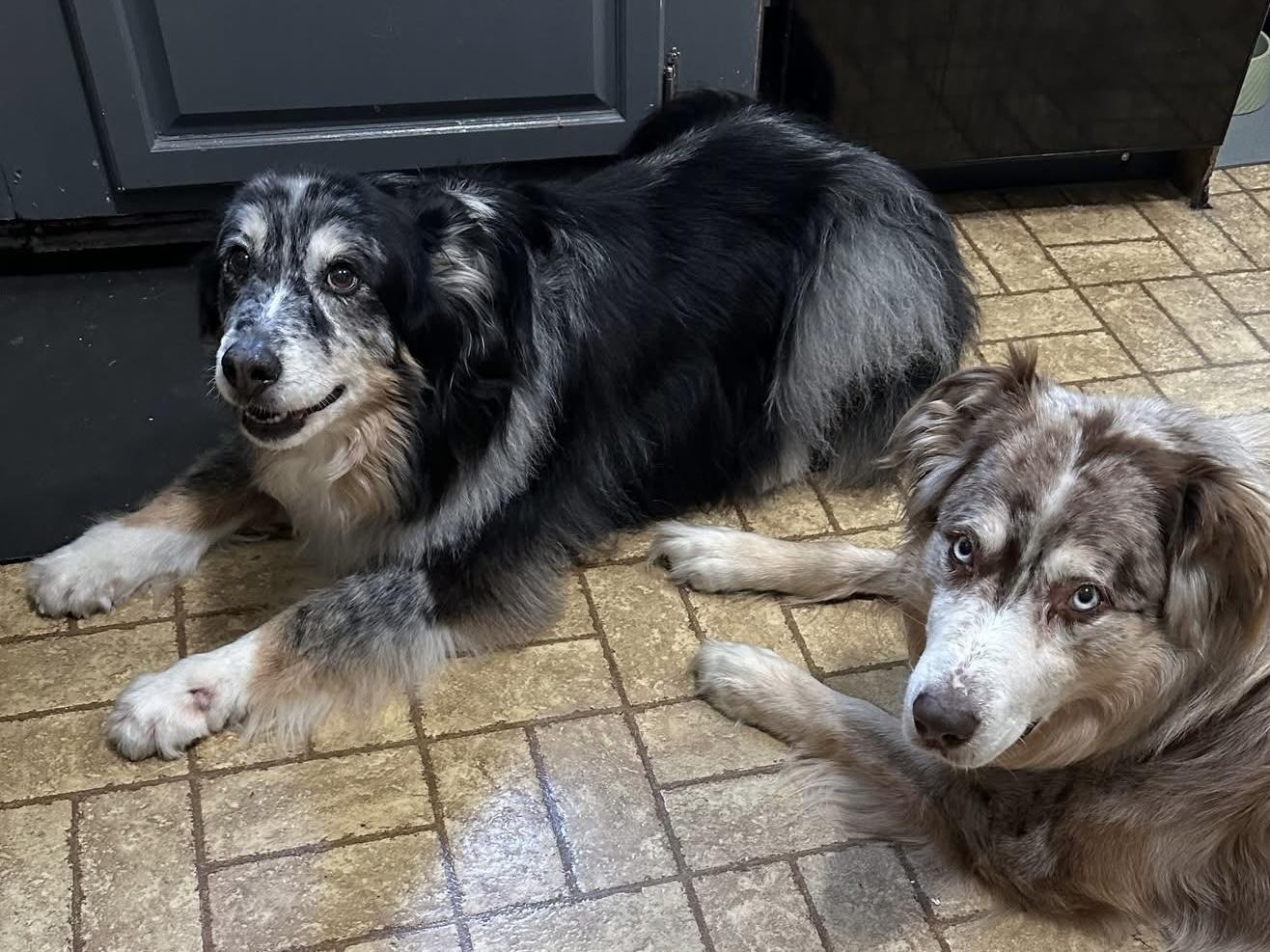 Oreo, a ADOPTABLE Australian Shepherd in Alexandria, VA image 4/5