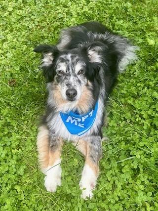 Oreo, a ADOPTABLE Australian Shepherd in Alexandria, VA image 5/5