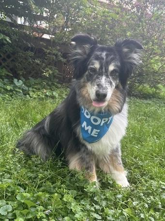 Oreo, ADOPTABLE, Senior Male Australian Shepherd.