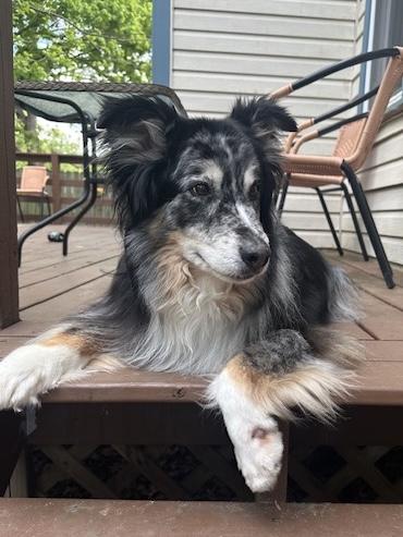 Oreo, a ADOPTABLE Australian Shepherd in Alexandria, VA image 2/5