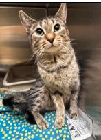Tigger, Adoptable, Adult Female Tabby & Domestic Short Hair.