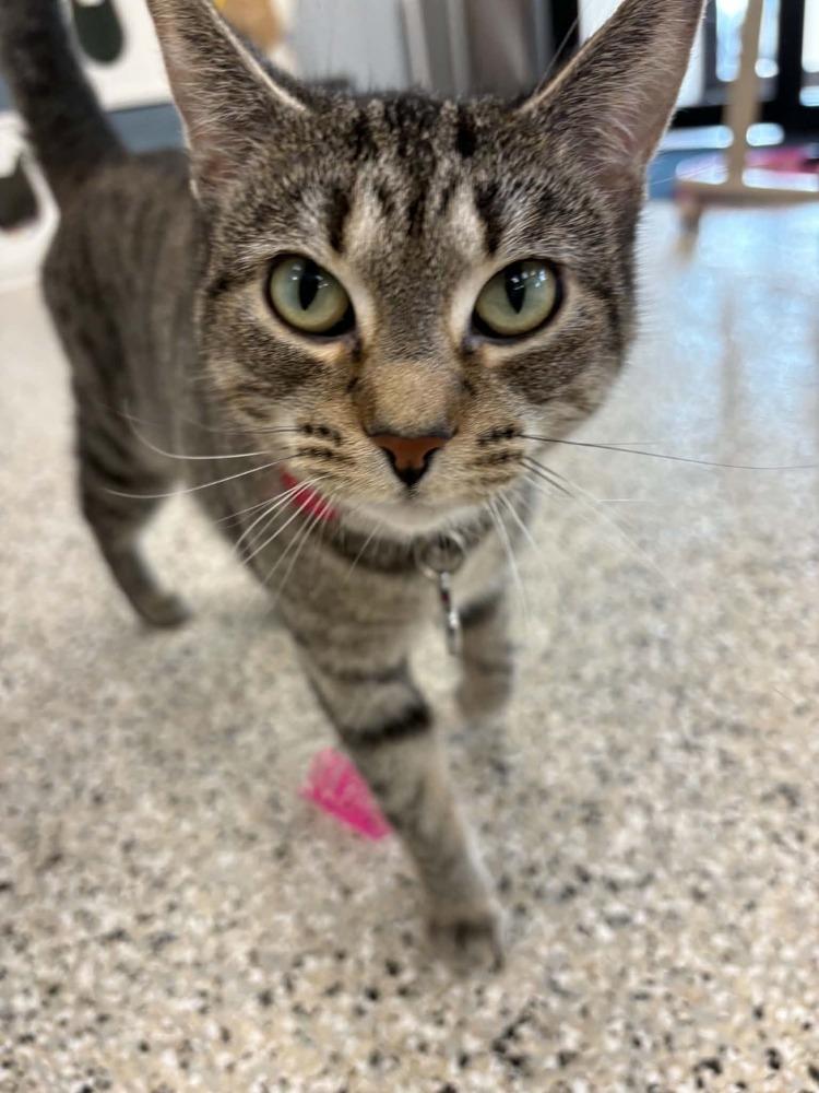 Tigger, a Adoptable mixed breed in Plymouth, MN image 2/2