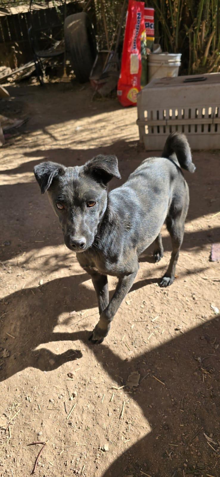 Enlarge Chowi, a Adoptable Chihuahua in Nogales, SON image 1/1