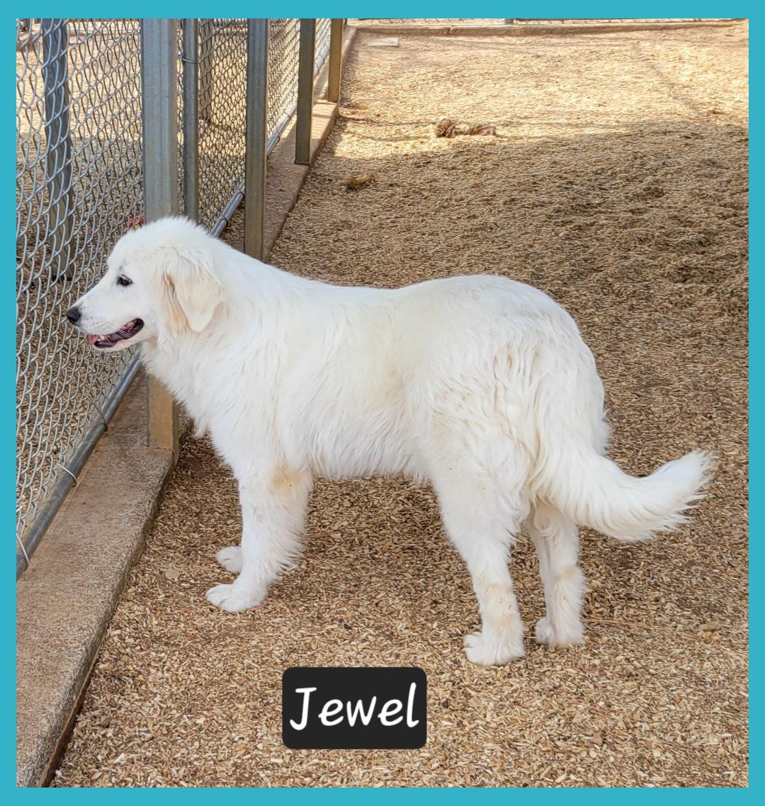 Jewel, adopted, Young Female Great Pyrenees.