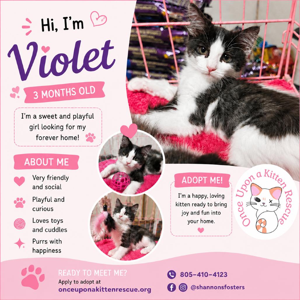 Violet, Adoptable, Kitten Female Domestic Long Hair & Domestic Medium Hair.