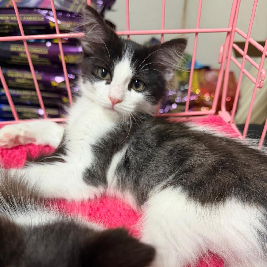 Enlarge Violet, a Adoptable mixed breed in Simi Valley, CA image 2/2