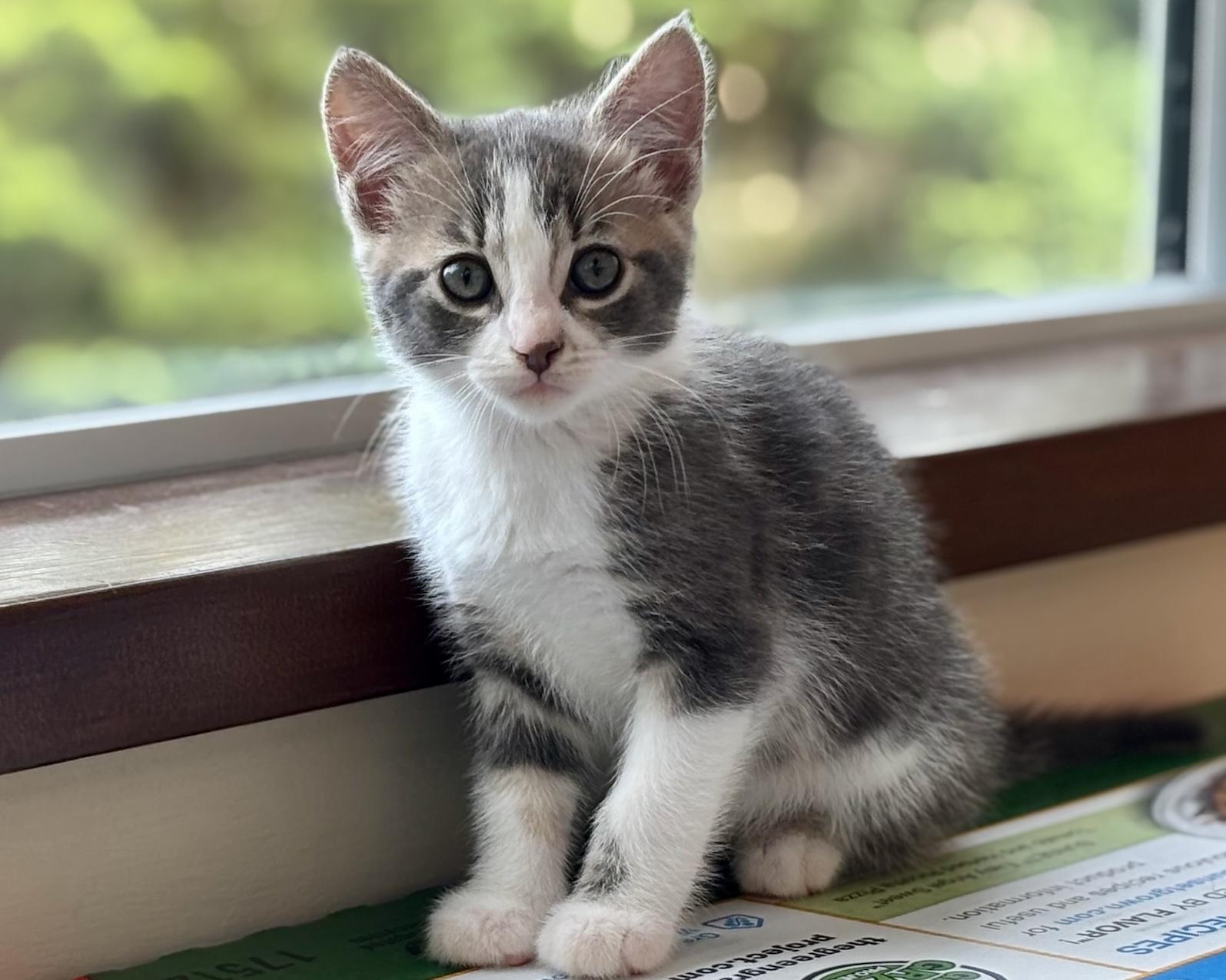 Dart, a Adopted Domestic Short Hair in Salt Spring Island, BC image 1/5