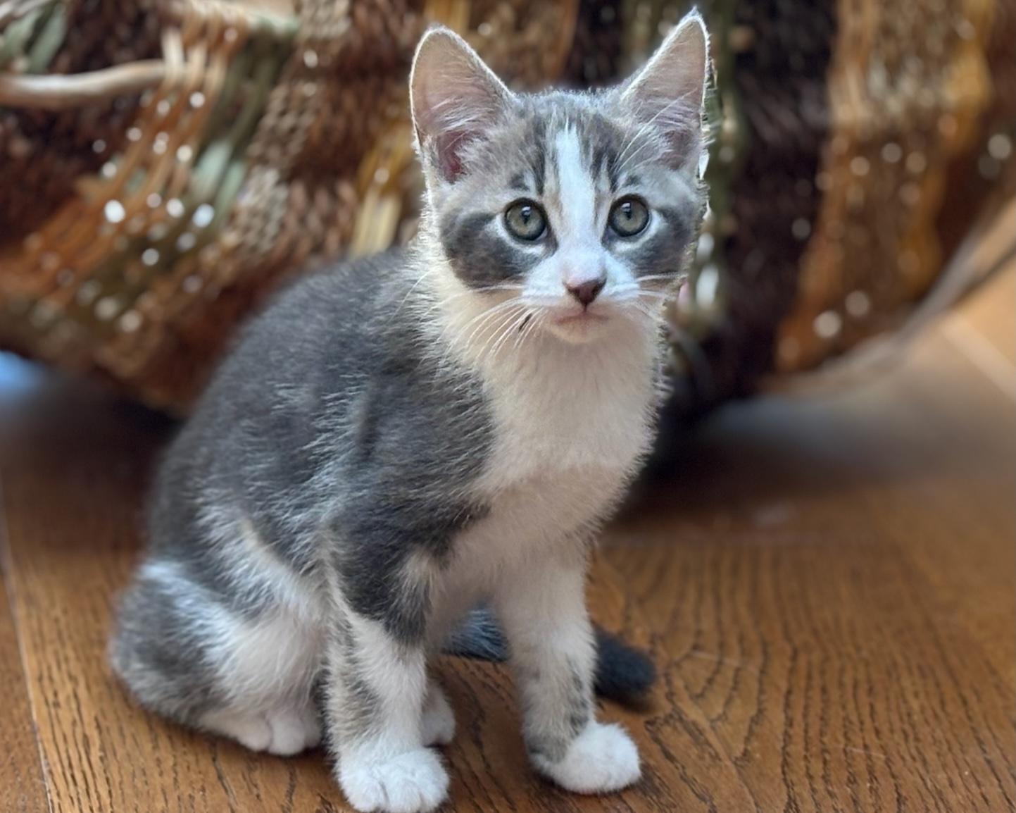 Dart, a Adopted Domestic Short Hair in Salt Spring Island, BC image 3/5