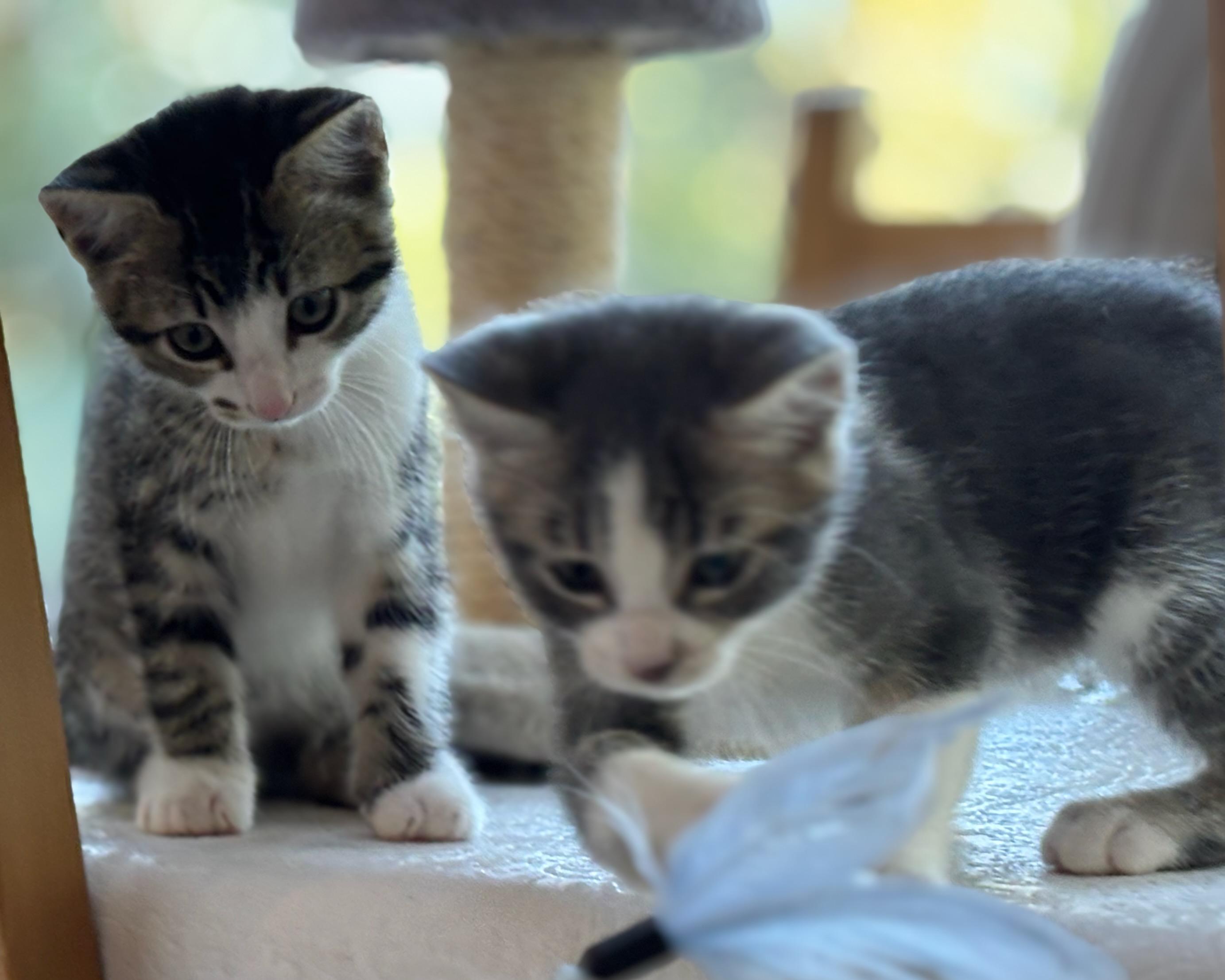 Dart, a Adopted Domestic Short Hair in Salt Spring Island, BC image 4/5