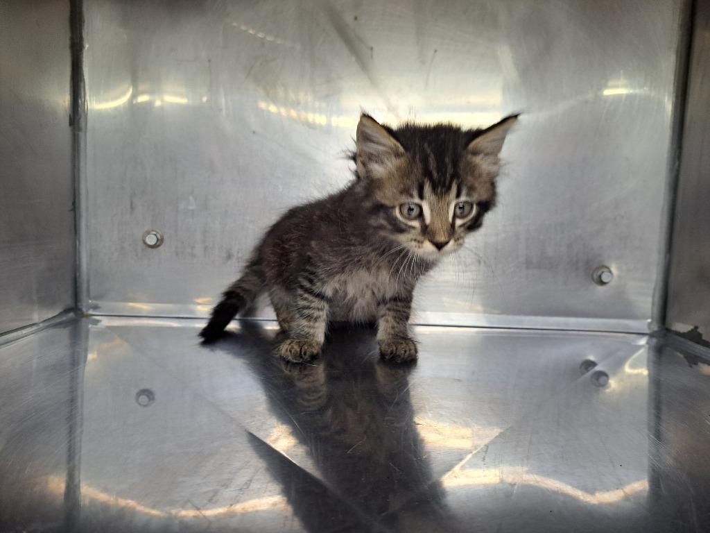 Enlarge Herman, a Adoptable mixed breed in Murray, KY image 1/3