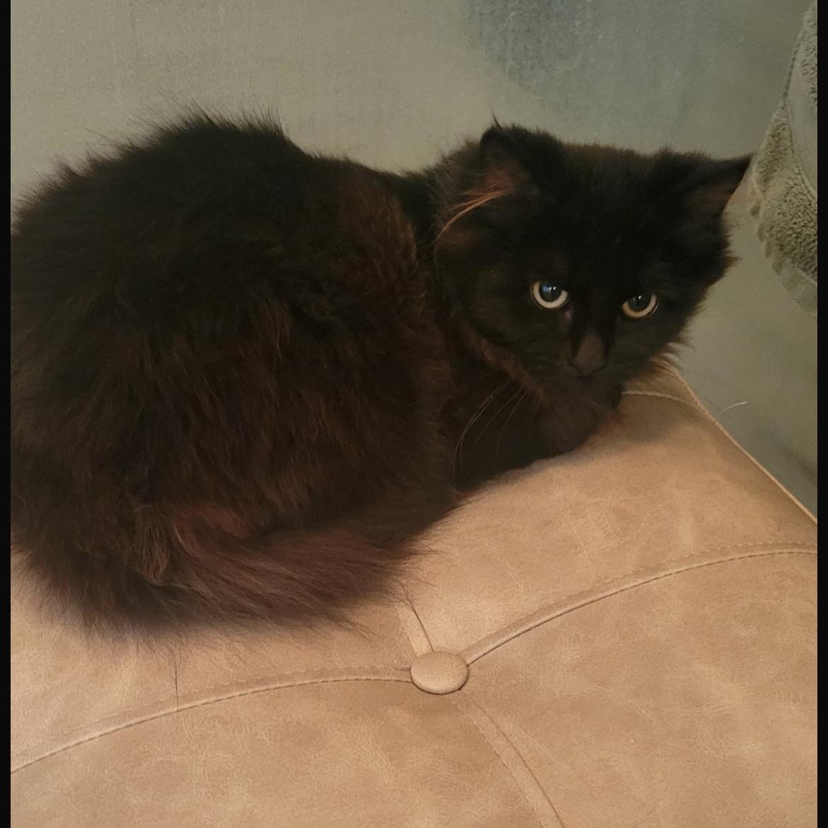 Enlarge Daisy 3, a ADOPTABLE Domestic Long Hair in Brockport, NY image 3/6