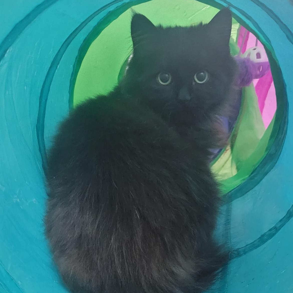 Daisy 3, ADOPTABLE, Kitten Female Domestic Long Hair.