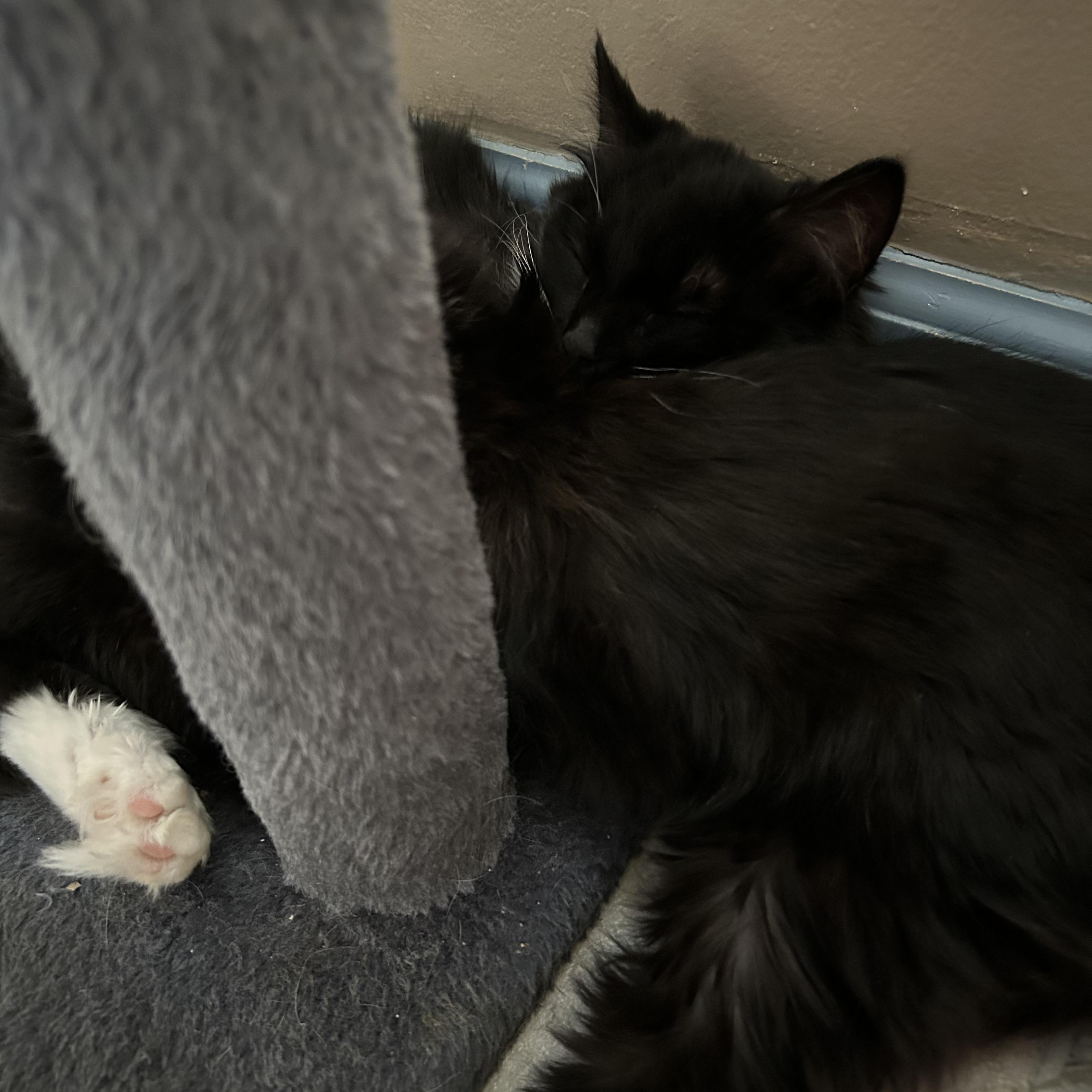 Enlarge Daisy 3, a ADOPTABLE Domestic Long Hair in Brockport, NY image 2/6