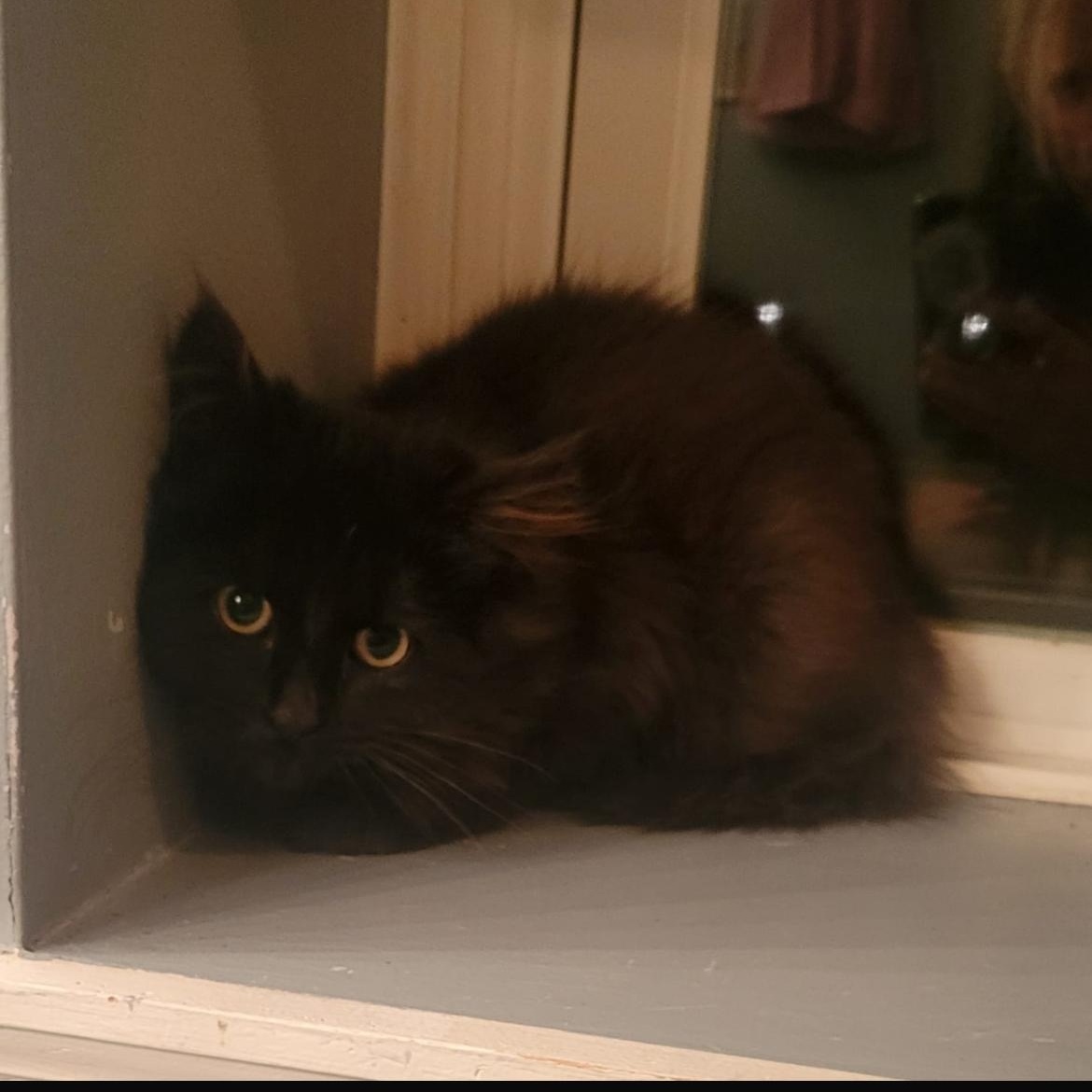 Enlarge Daisy 3, a ADOPTABLE Domestic Long Hair in Brockport, NY image 5/6