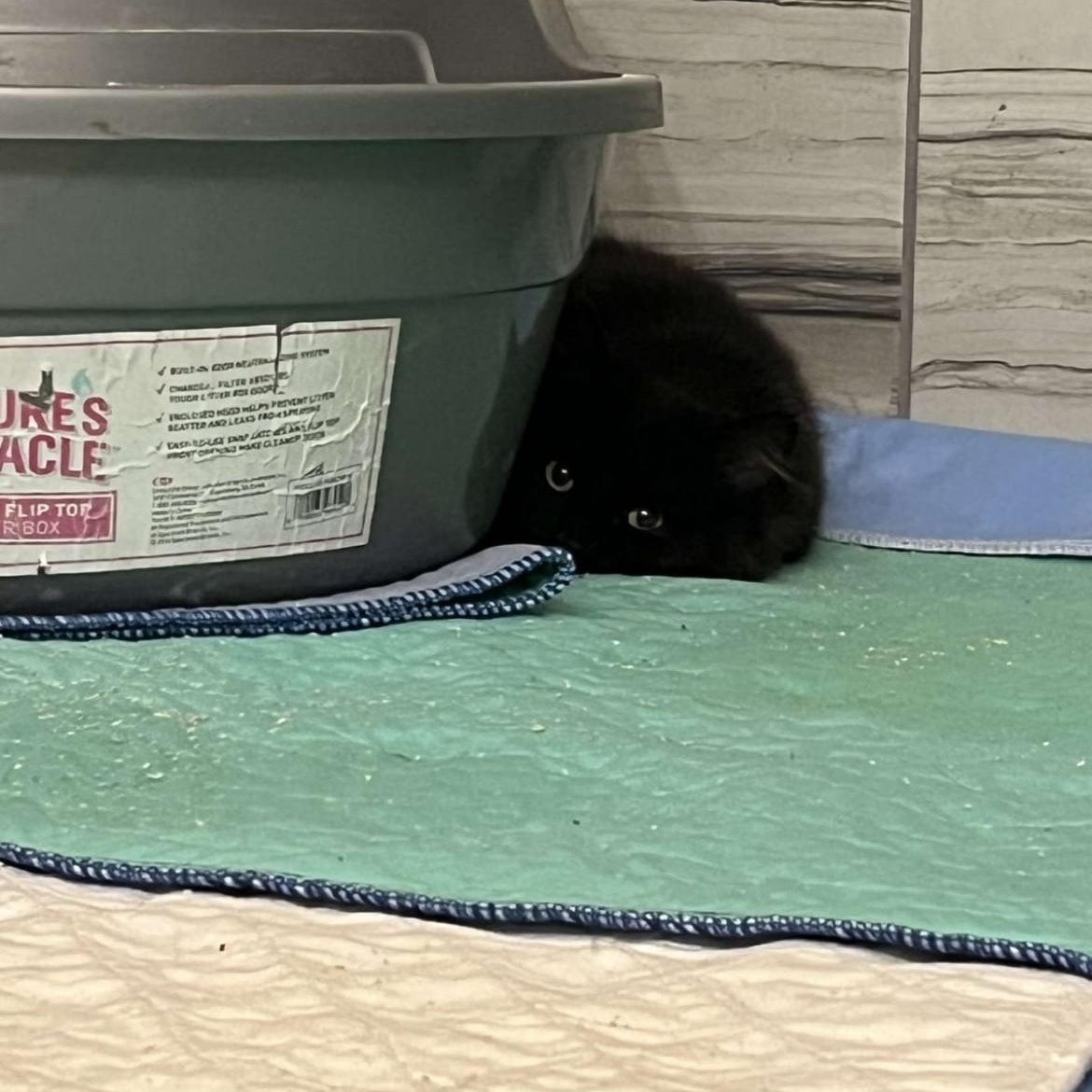 Enlarge Daisy 3, a ADOPTABLE Domestic Long Hair in Brockport, NY image 4/6