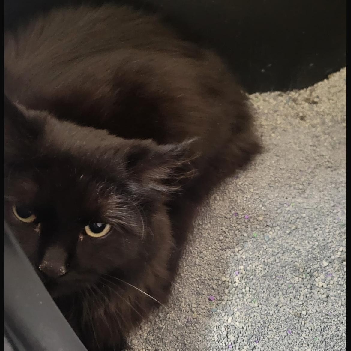 Enlarge Daisy 3, a ADOPTABLE Domestic Long Hair in Brockport, NY image 6/6