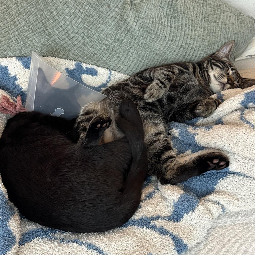 Bonus — thumbnail 2