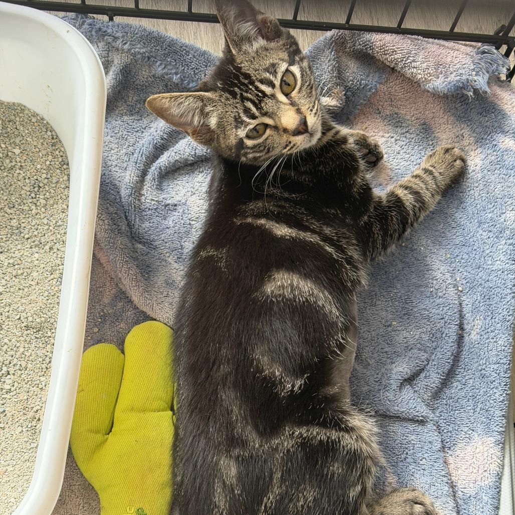 Bonus — thumbnail 3