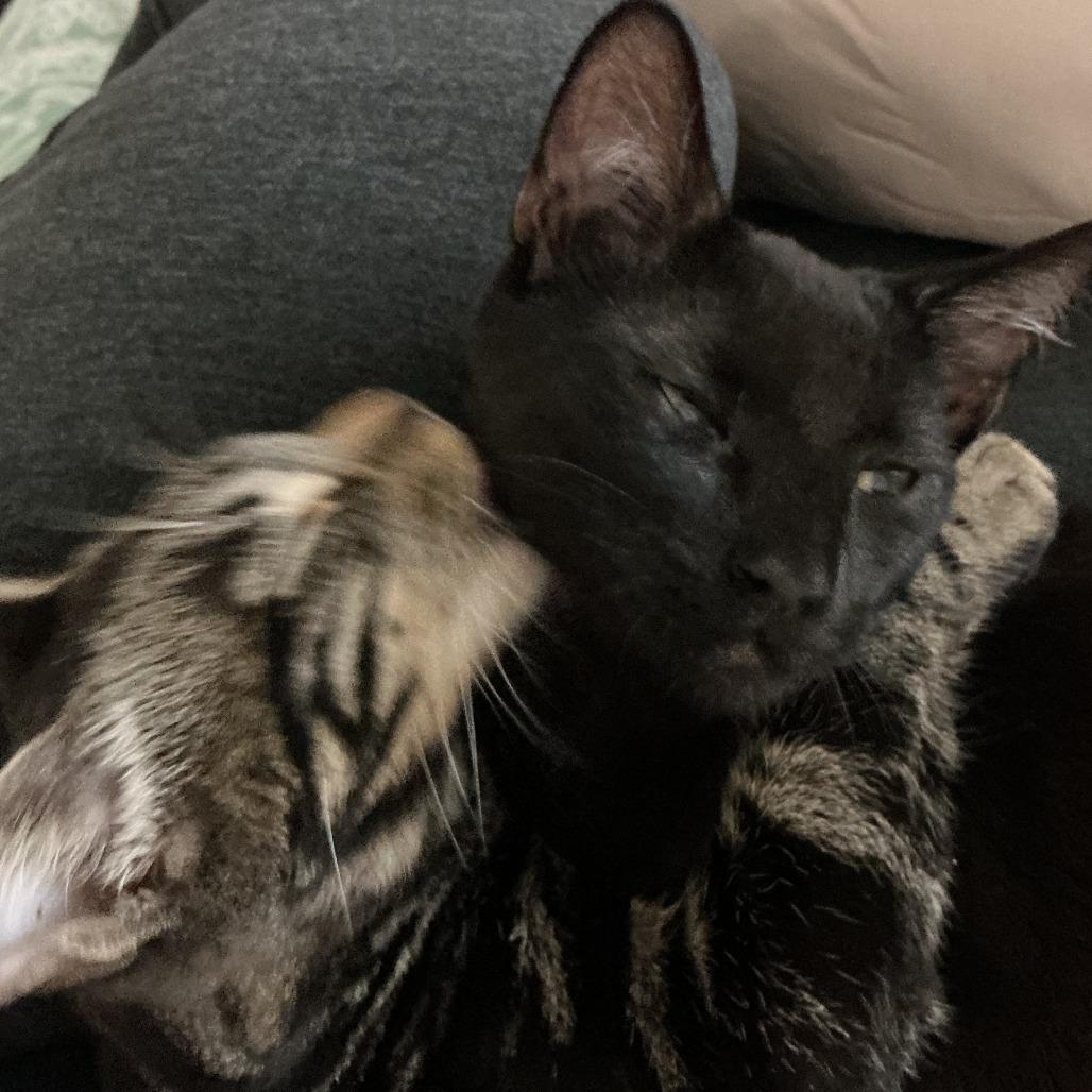 Bonus — thumbnail 4