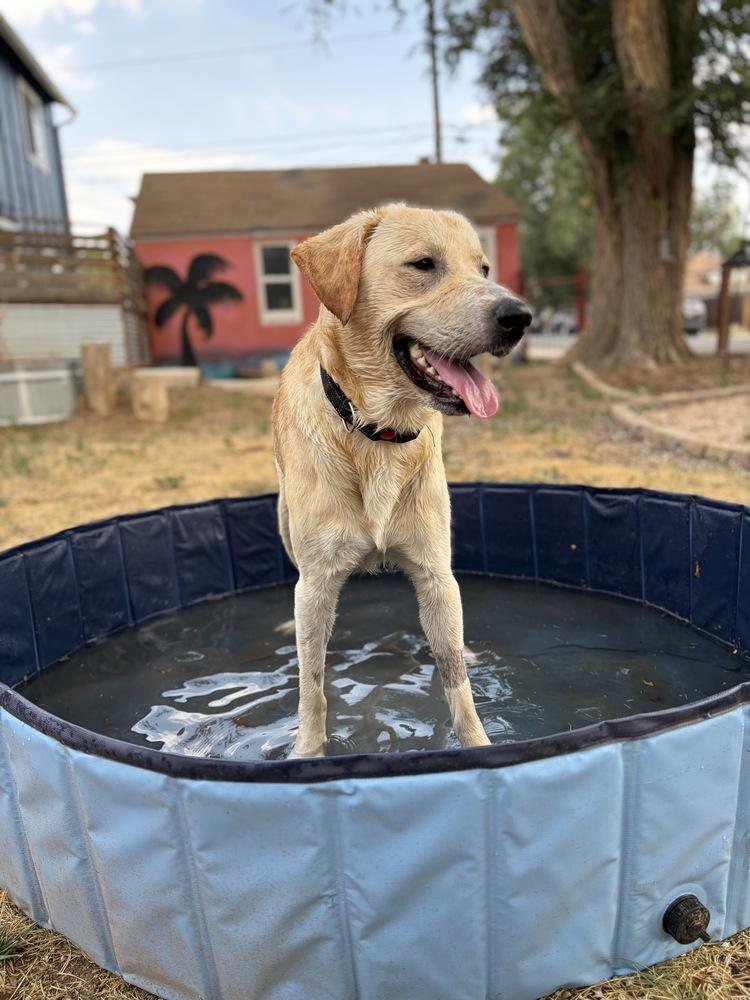 Danielsson / Pepaw / Pickle, Adoptable, Adult Male Labrador Retriever & Mixed Breed.