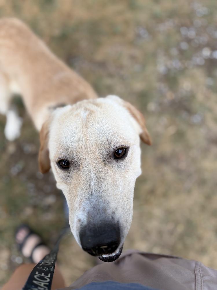 Danielsson / Pepaw / Pickle, a Adoptable mixed breed in Broomfield, CO image 2/6