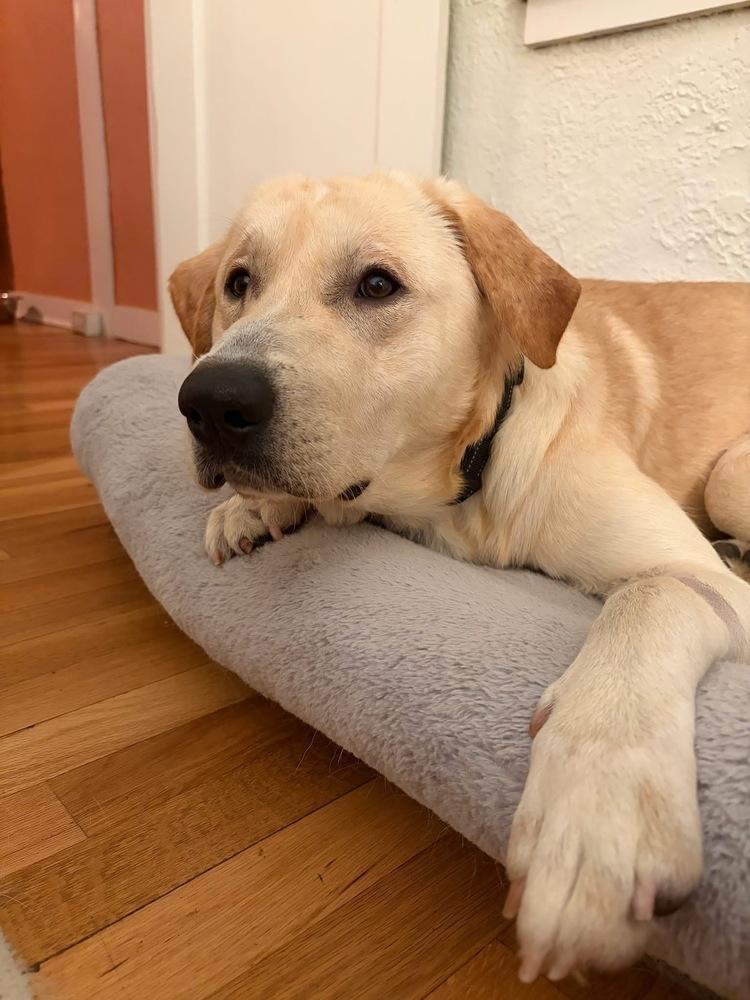 Danielsson / Pepaw / Pickle, a Adoptable mixed breed in Broomfield, CO image 3/6