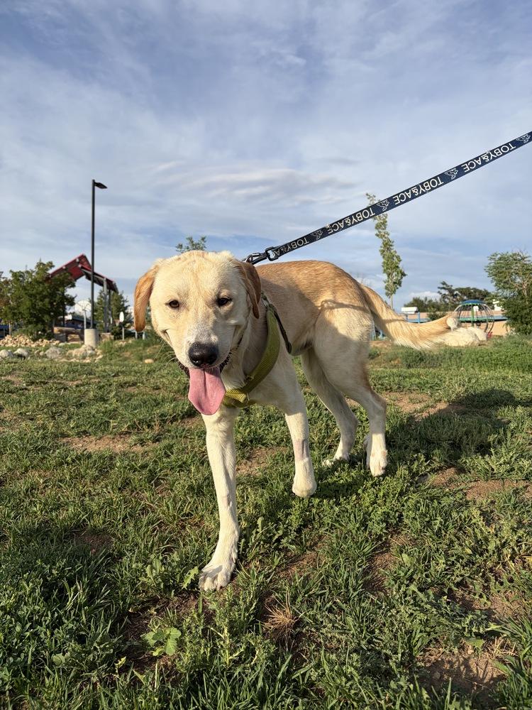 Danielsson / Pepaw / Pickle, a Adoptable mixed breed in Broomfield, CO image 4/6