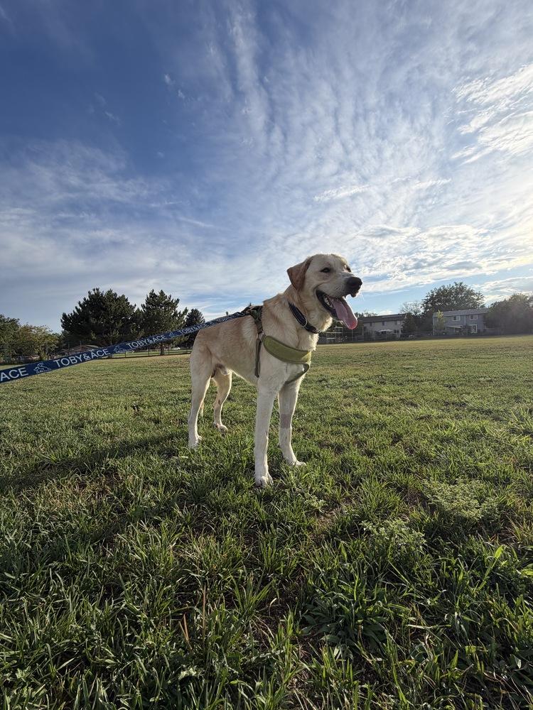 Danielsson / Pepaw / Pickle, a Adoptable mixed breed in Broomfield, CO image 6/6