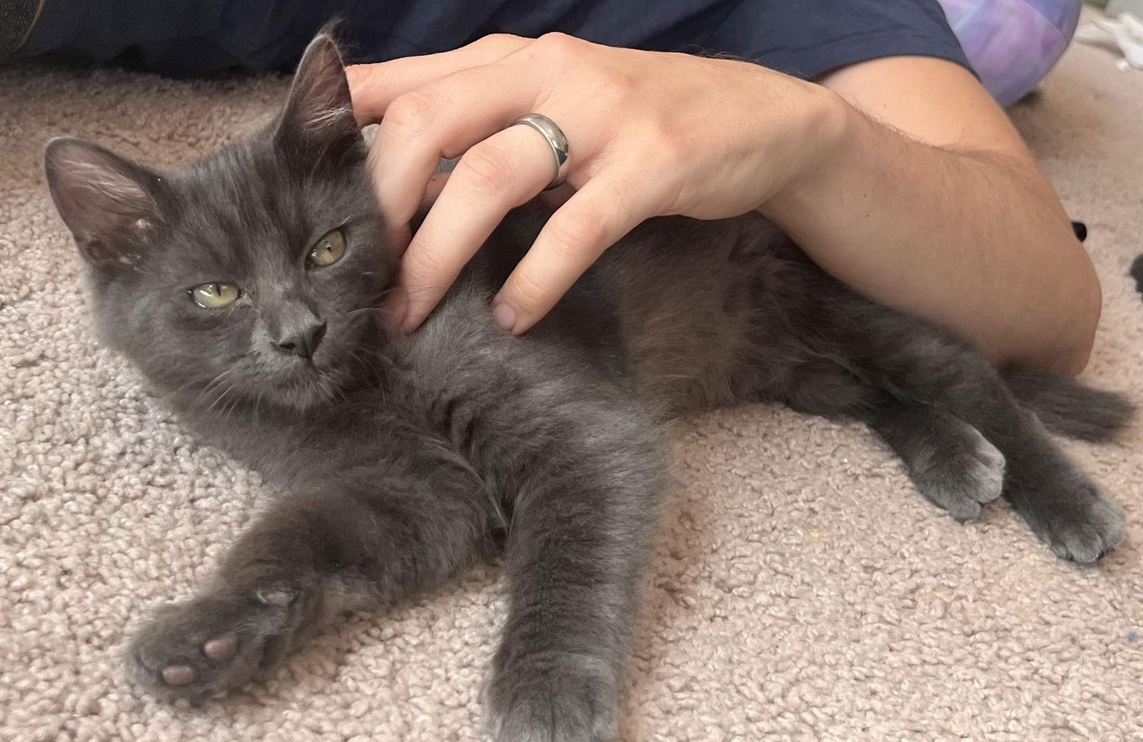 Enlarge Ash, a Adoptable Domestic Short Hair in San Jose, CA image 1/3