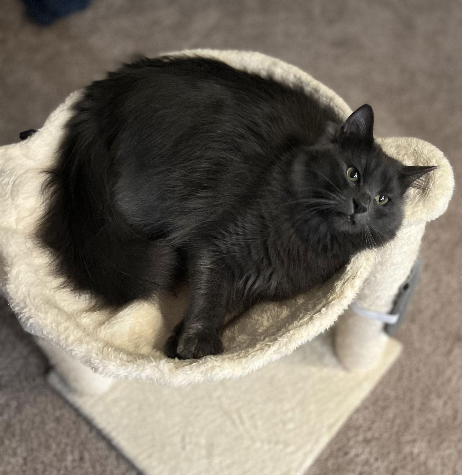 Enlarge Ash, a Adoptable Domestic Short Hair in San Jose, CA image 2/3