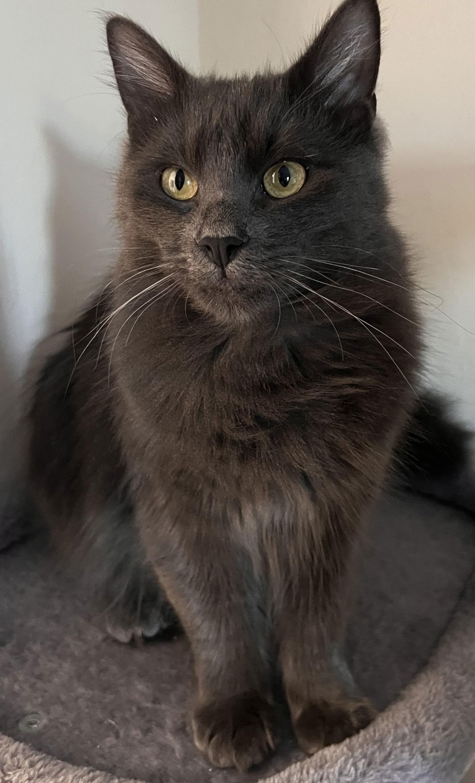 Enlarge Ash, a Adoptable Domestic Short Hair in San Jose, CA image 3/3