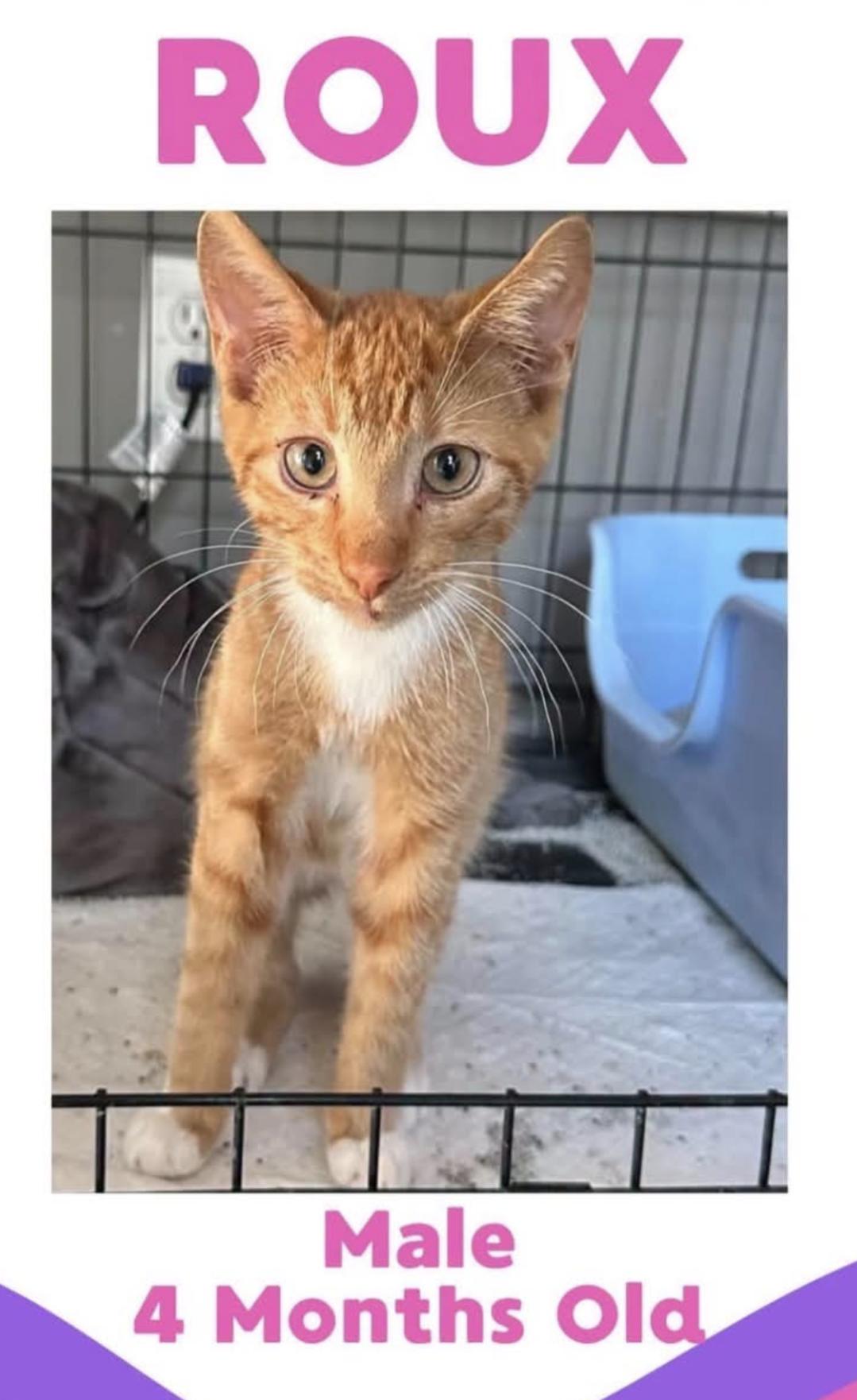 Roux, Adoptable, Kitten Male Domestic Medium Hair.