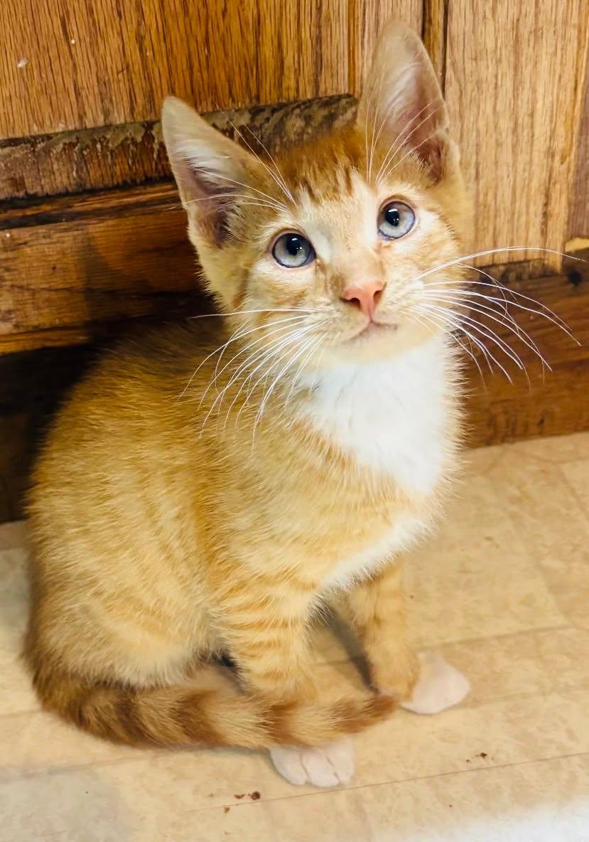 Enlarge Roux, a ADOPTABLE Domestic Medium Hair in Fort Payne, AL image 1/1